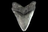Bargain, Fossil Megalodon Tooth - South Carolina #95470-2